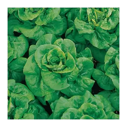 Lettuce, Buttercrunch 1,000 Seed Count
