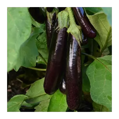 Eggplant, Hansel - 100 Seed Count