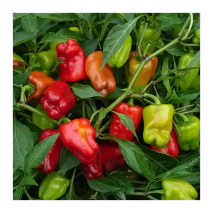 Peppers, Cajun Belle 100 Seed Count