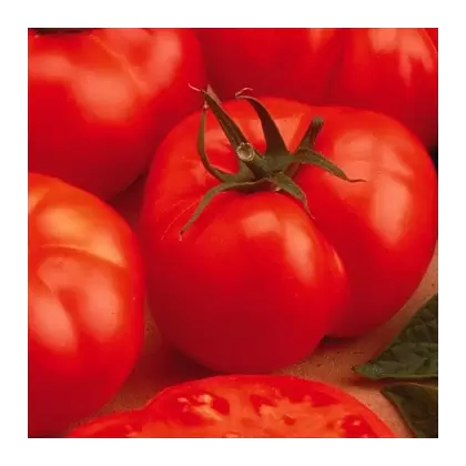 Tomato, Beefmaster Treated - 100 Seed Count