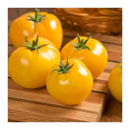 Tomato, Lemon Boy Hybrid Treated - 500 Seed Count