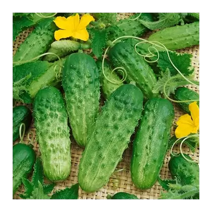Cucumber, Pick a Bushel 500 Seed Count