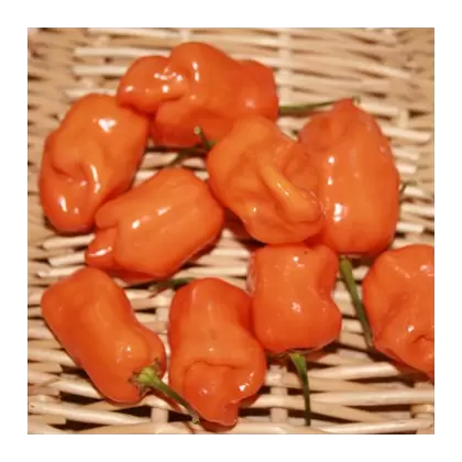 Peppers, Habanero Orange - 100 Seed Count