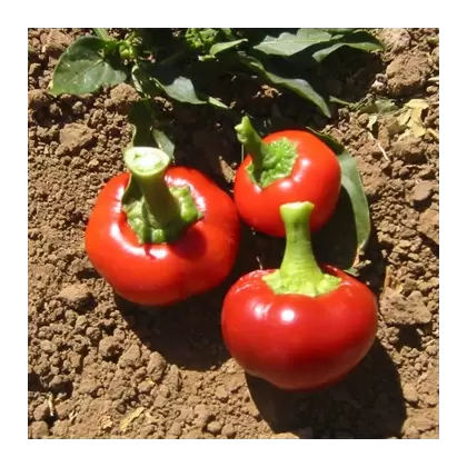 Peppers, Sunbright Orange - 1,000 Seed Count