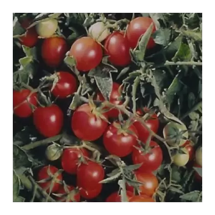 Tomato, Amish Salad - 100 Seed Count