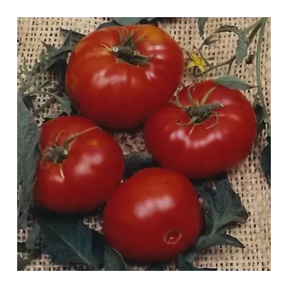 Tomato, Brandywine Red Potato Leaf - 500 Seed Count