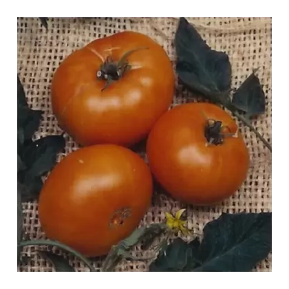 Tomato, Brandywine Yellow - 1,000 Seed Count