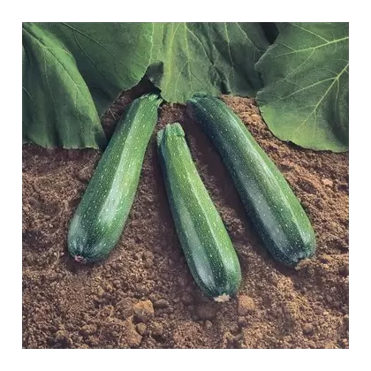 Squash, Spineless Beauty Treated - 500 Seed Count