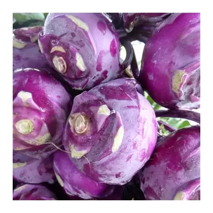 Kohlrabi, Purple Vienna - 1lb