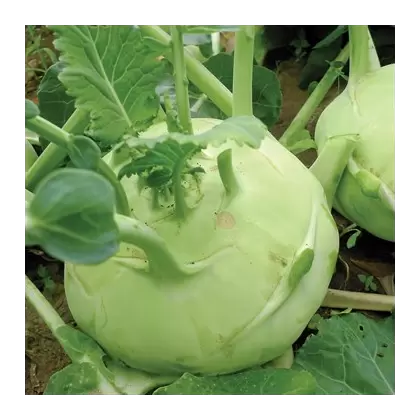 Kohlrabi, White Vienna - 1,000 Seed Count