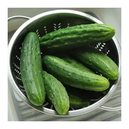 Cucumber, Patio Snacker 500 Seed Count