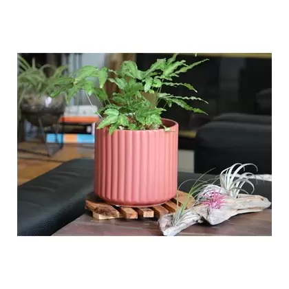 Palm Spring 8" Brush Comb Planter Hbs