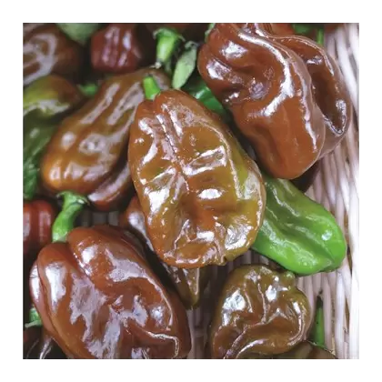 Peppers, Habanero Chocolate - 1,000 Seed Count