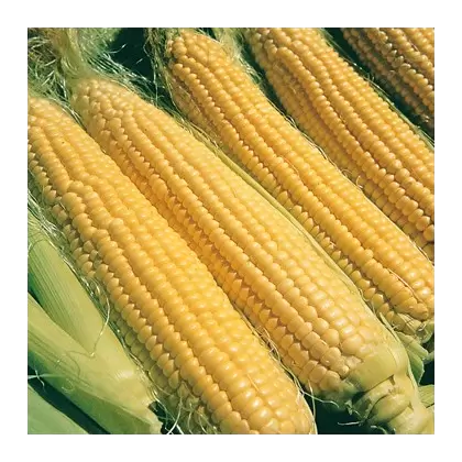 CORN, ILLINI XTRA SWEET 100m Seeds