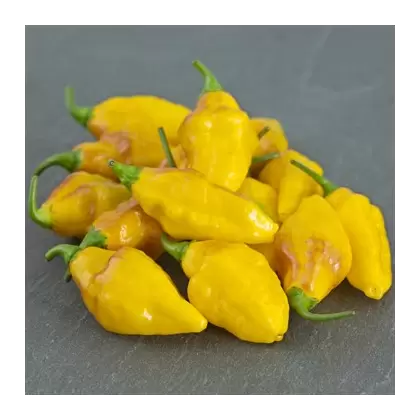 Peppers, Habanero Yellow - 5,000 Seed Count
