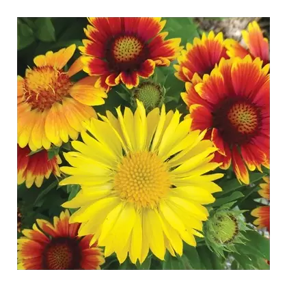GAILLARDIA, MIXED 1/2 OZ. EACH