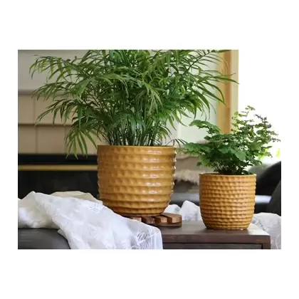 PHG 5.5"x5" Honeycomb Planter Mustard