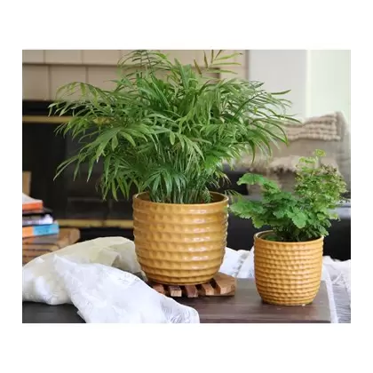 PHG 6.5"x5.5" Honeycomb Planter Mustard