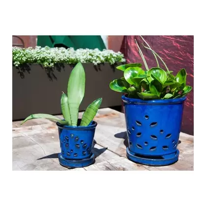Verandah 6" F Blue Waikiki Orchid Pot