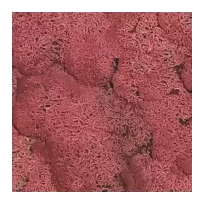 SuperMoss 4oz Reindeer Moss Fushia