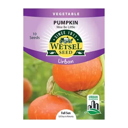 Pumpkin, Wee Be Little (Patio) - 10 Seeds
