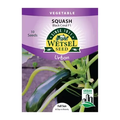 Squash, Black Coral F1 (Patio) - 10 Seeds