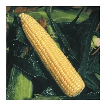 CORN, GOLDEN QUEEN - 1LB EACH