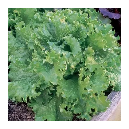 LETTUCE, BLK SD SIMPSON-1/2 OZ EACH