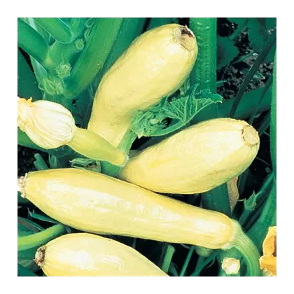 SQUASH, STRAIGHTNECK 1/2 OZ EACH