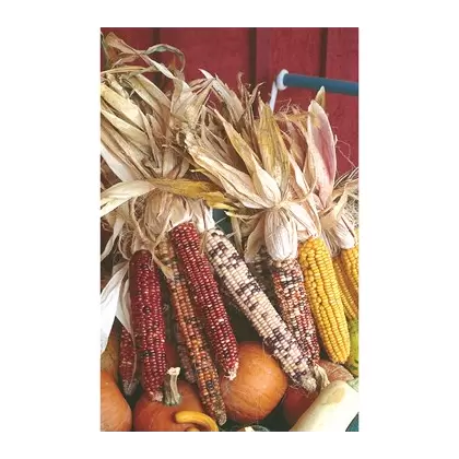 Corn, Ornamental - 1/2lb