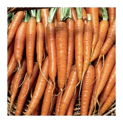 Carrot, Tendersweet - 1lb