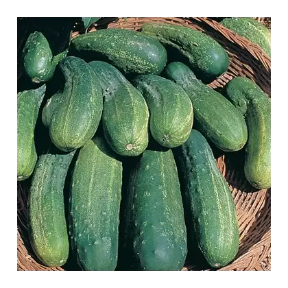 CUCUMBER, BOSTON PICKLING 1 LB EACH
