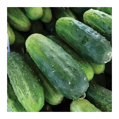 CUCUMBER, BUSH PICKLE 1/2 OZ EACH