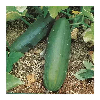 CUCUMBER, Spacemaster Bush 1