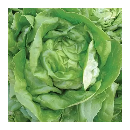 LETTUCE, BIBB 1/2 LB. EACH
