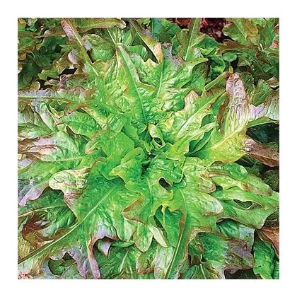 LETTUCE, OAKLEAF 1/2 LB EACH