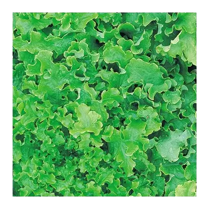 LETTUCE, SALAD BOWL 1/2 LB EACH (GREEN)