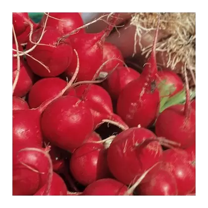 RADISH, CHAMPION 1 LB. EACH