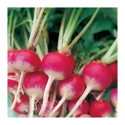 Radish, Sparkler White Tip - 1/2oz