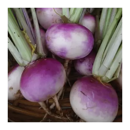 Turnips, Purple Top White Globe - 1/2oz