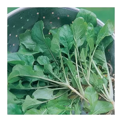 Turnips, Seven Top - 1/2oz