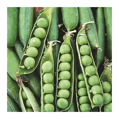 PEAS, EARLY FROSTY 50