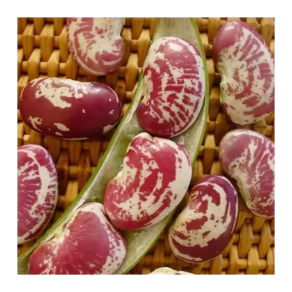 Limas, Large Red Speckled Pole - 1lb