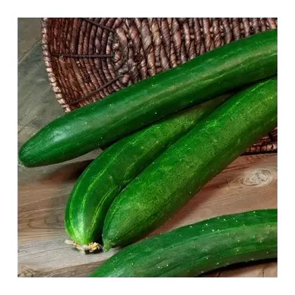 Cucumber, Tasty Green/ Burpless
