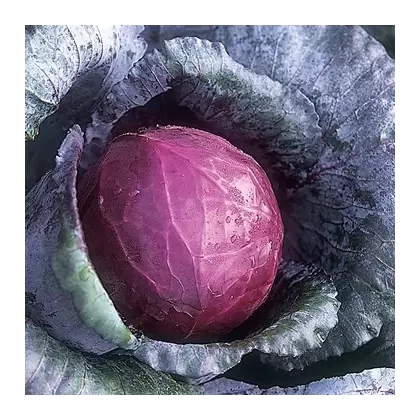 CABBAGE, RED ACRE 1/2 OZ EACH