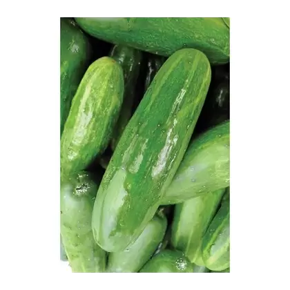 Cucumber, White Spine - 1/2oz