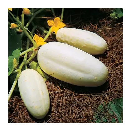 Cucumber, White Wonder - 1lb