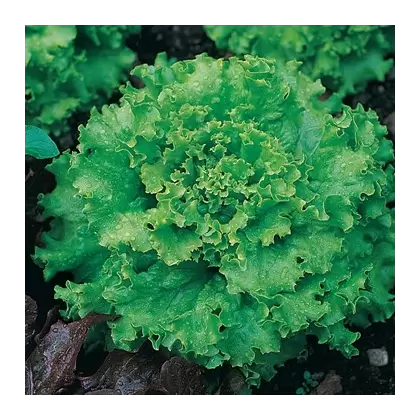 LETTUCE, GREAT LAKES PREMIER 1/2 LB EACH