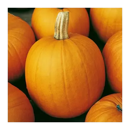 Pumpkin, Connecticut Field - 1/2oz