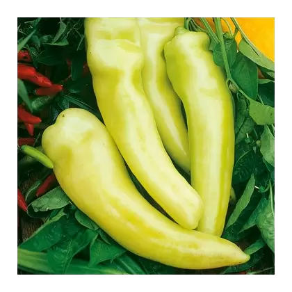 Pepper, Sweet Banana 1,000 Seed Count